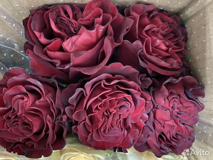 101 роза - букет цветов