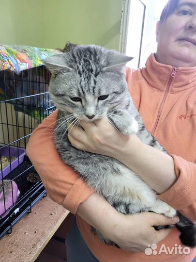 Кот Полосун
