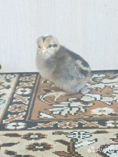 Цыплята. Легорн и Борковская борвистая