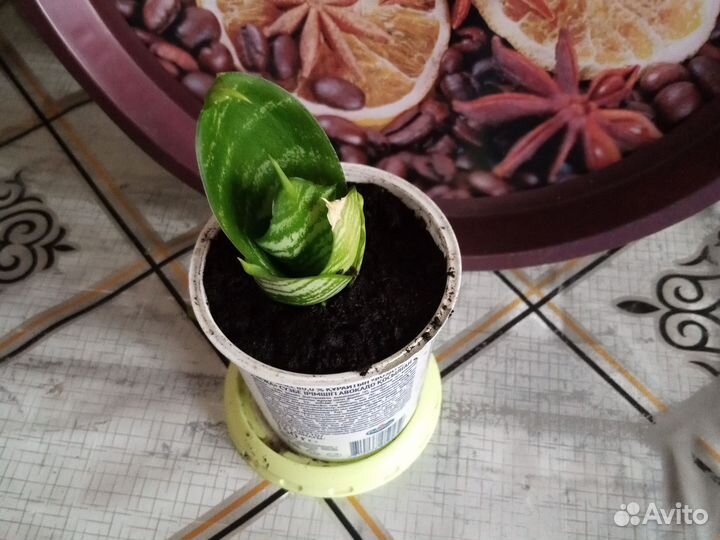 Сансевиерия