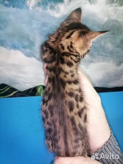 Бенгальская девочка