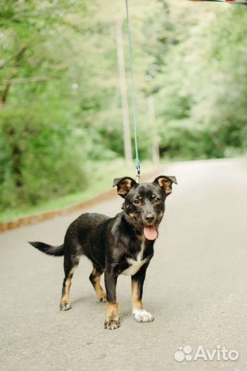 Маленькая собака