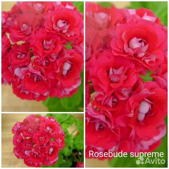 Пеларгония герань 6 сортов