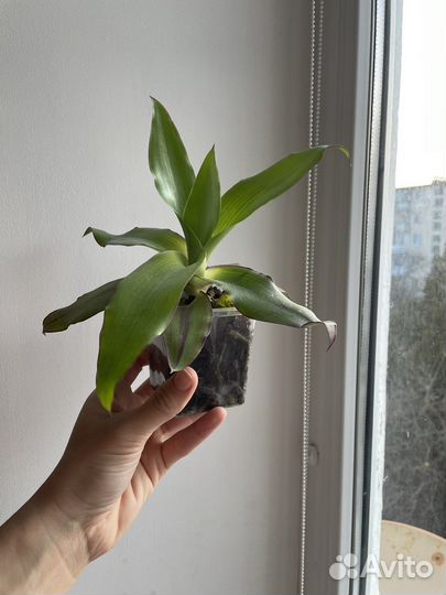 Каллизия душистая (золотой ус)