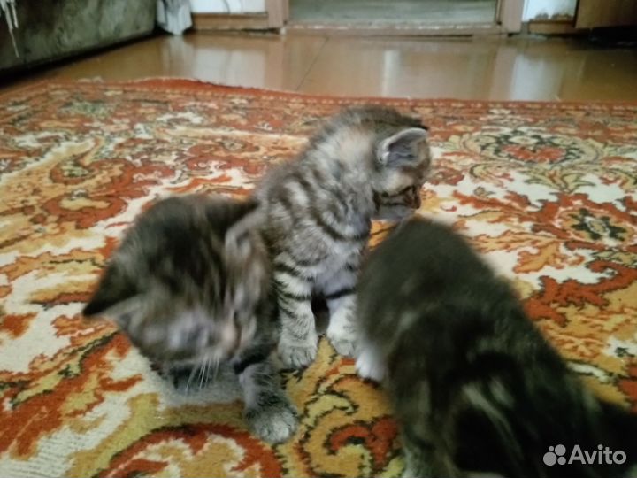 Кошка в добрые руки