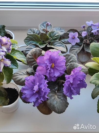 Фиалки, листики и детки