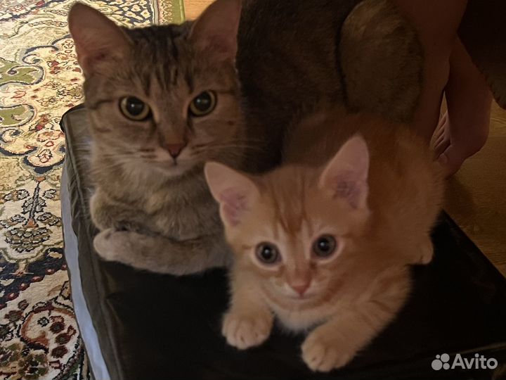 Котята в добрые руки даром