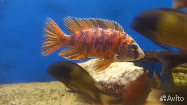 Африканские цихлиды