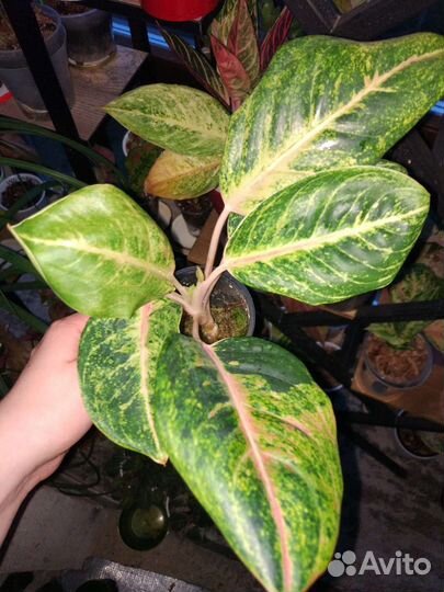 Аглаонема эмиральд холидей Бронь