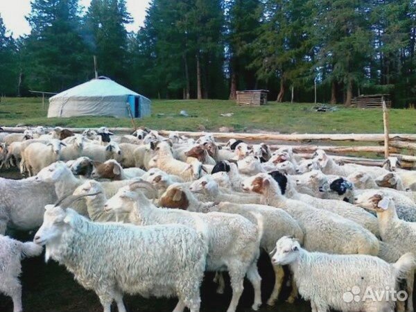 Пряди агорских коз
