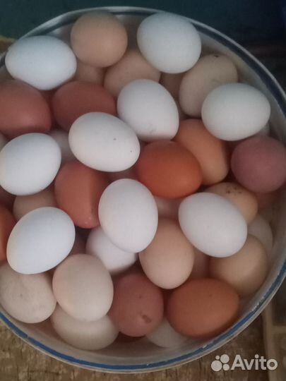 Домашние куриные яйца