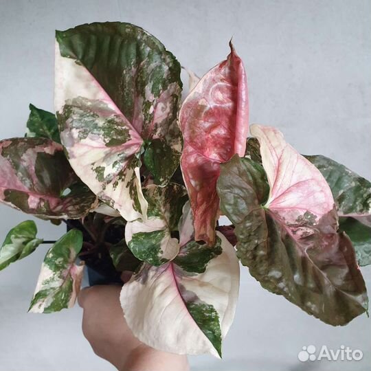 Сингониум клубничный лед