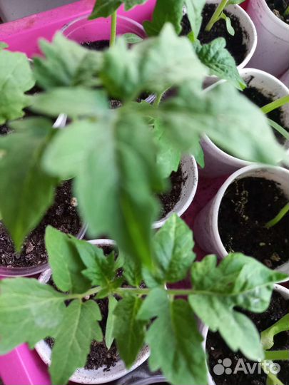 Рассада помидор и огурцов