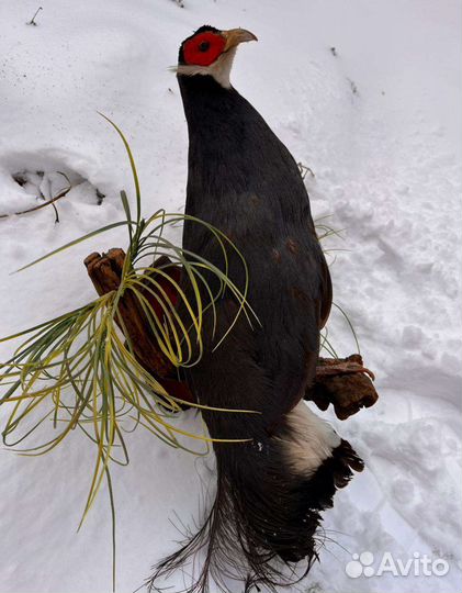 Чучело фазана