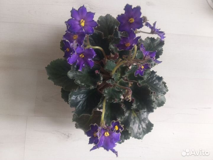 Сортовые фиалки цветущие