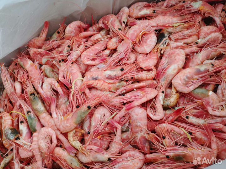 Ботан крупный