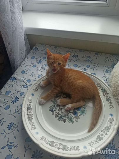 Отдам котенка