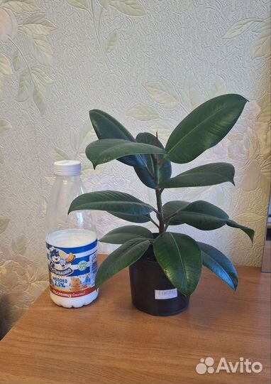 Фикус каучуконосный