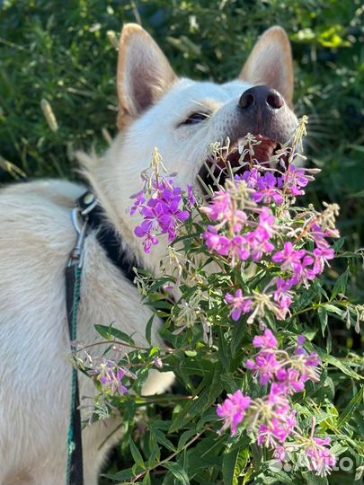 Собака в добрые руки