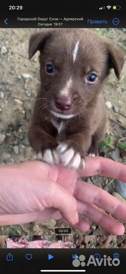 Собака маленькая порода