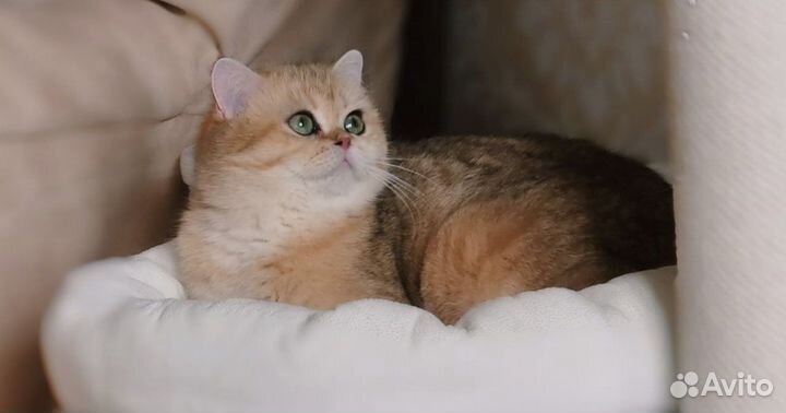Британская кошка
