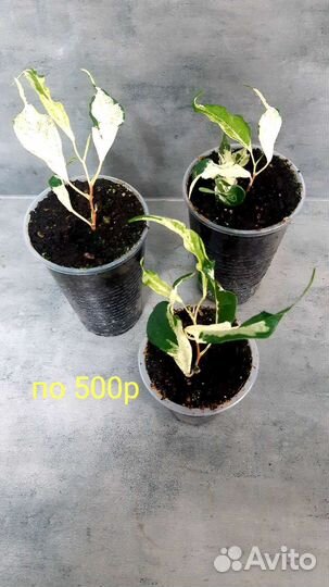 Фикус керли,почта