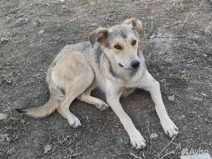 Майя собака стерилизованная в добрые руки