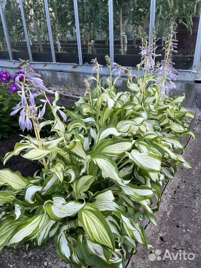 Многолетник для вашего сада