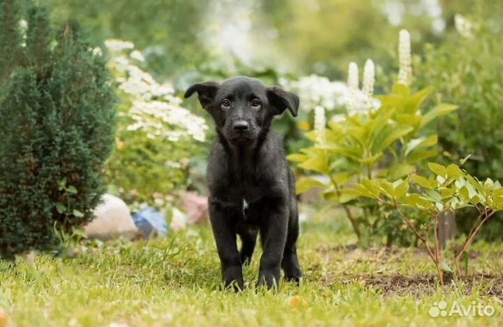 Барби в добрые руки. Щенок