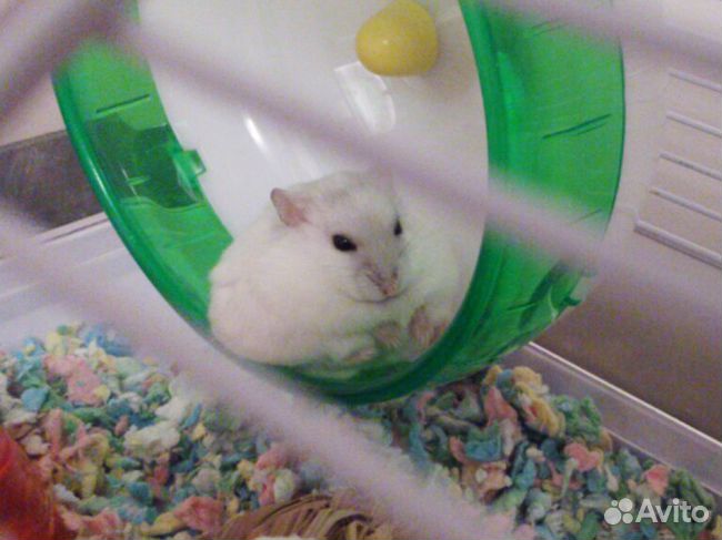 Подарочный хомяк от вас вашим любимым