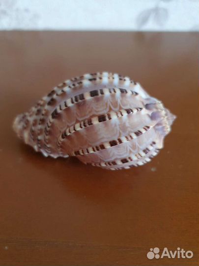 Морская ракушка раковина Арфа