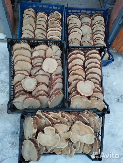 Большие спилы можжевельника