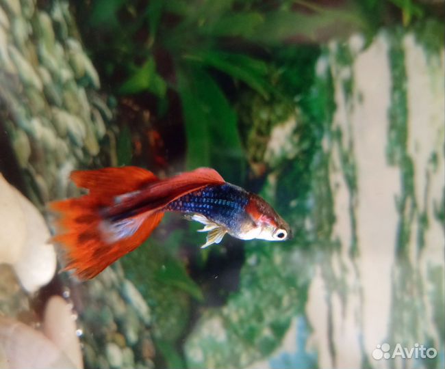 Рыбки гуппи