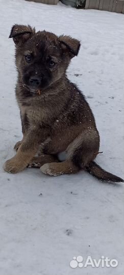 Щенки ищут дом