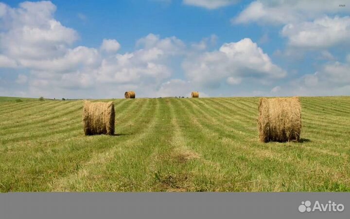 Сено в рулонах