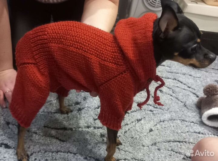 Одежда для собак мелких пород