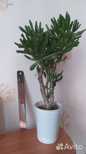 Крассула Хоббит