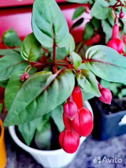 Комнатные растения цветы