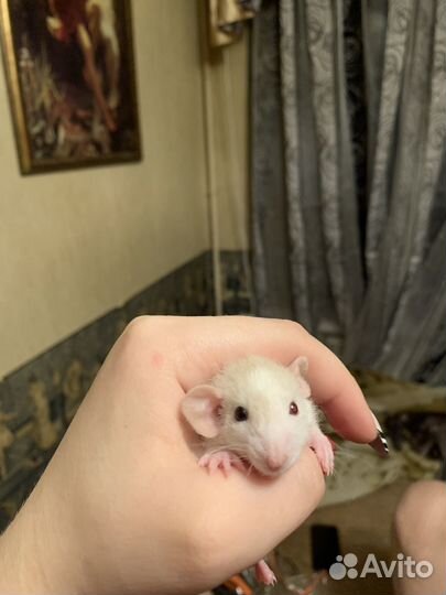 Крысята дамбо