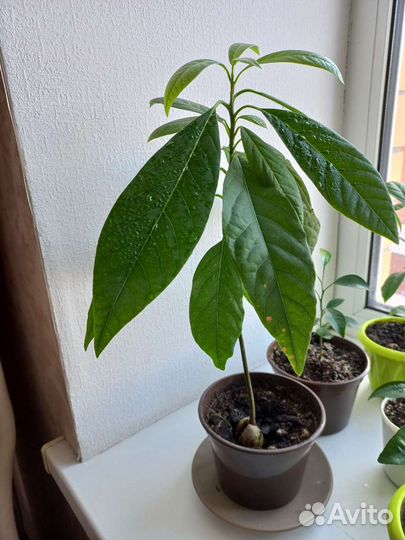 Лимонное дерево