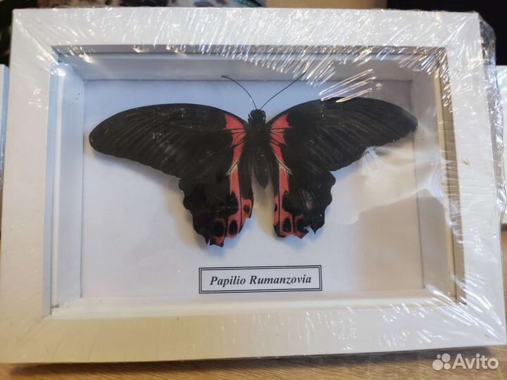 Бабочки в рамке