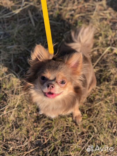 Вязка чихуахуа