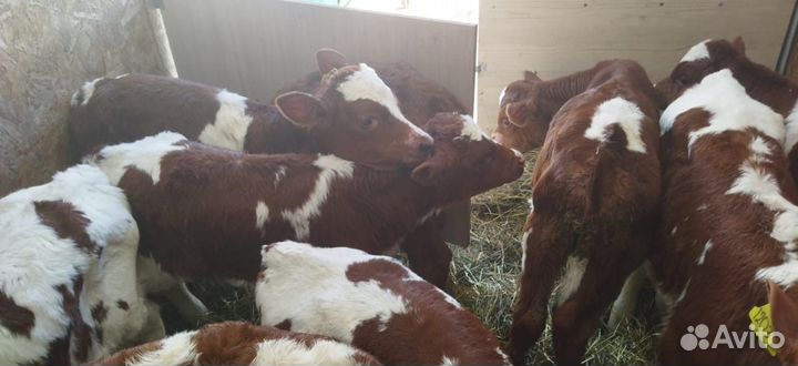 Телята бычки тёлки доставка бесплатная
