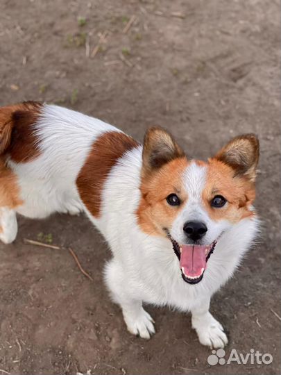 Собака потерялась