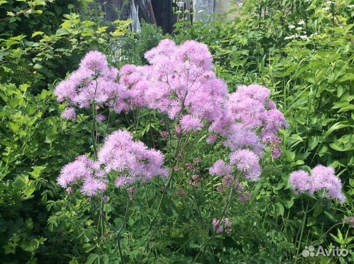 Цветы. Малина. Травки и др