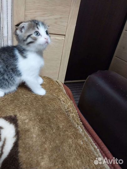 Вислоухие котята
