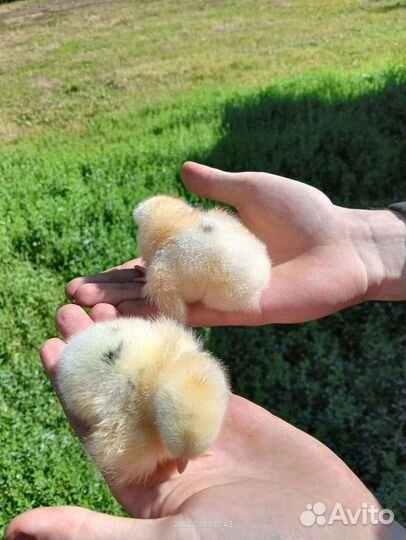 Цыплята несушки 