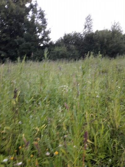 Участок 35 сот. (ИЖС)