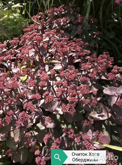 Многолетние цветочки