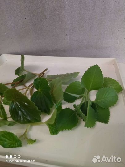 Наборы цветов за 150